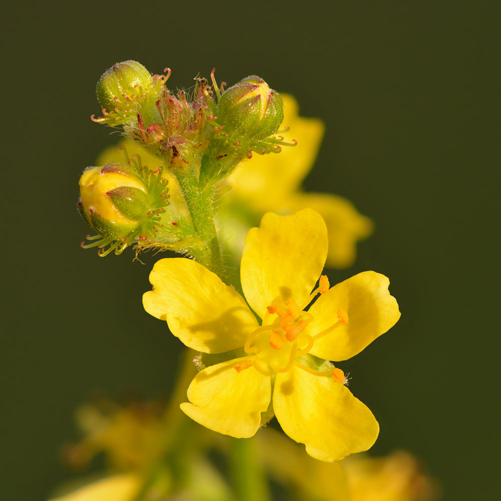 Agrimony