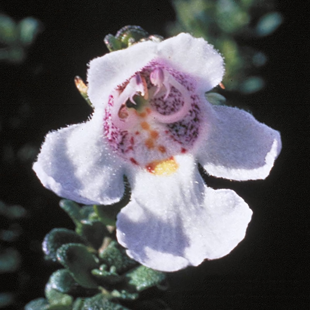 Alpine Mint Bush