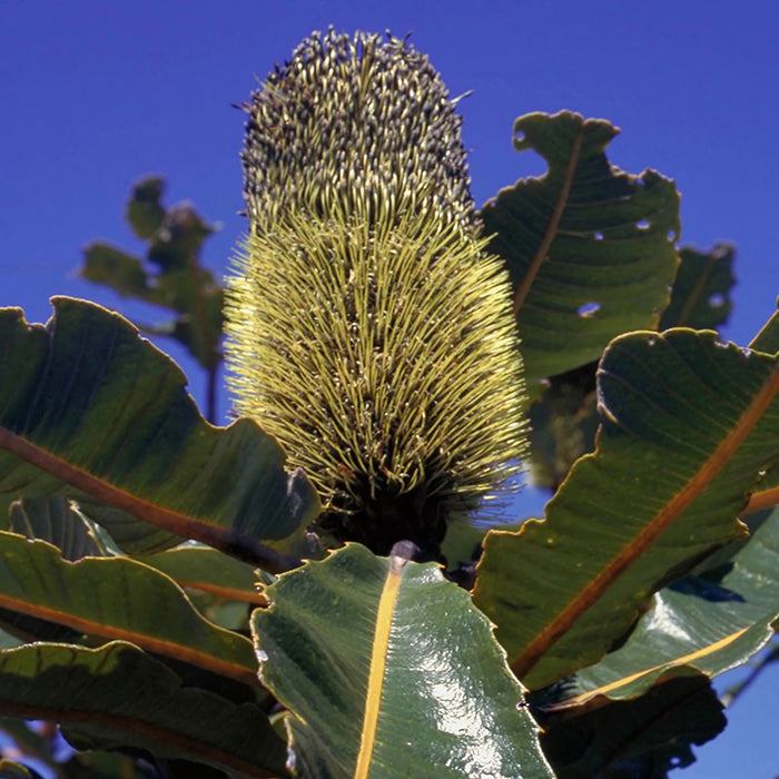 Banksia Robur