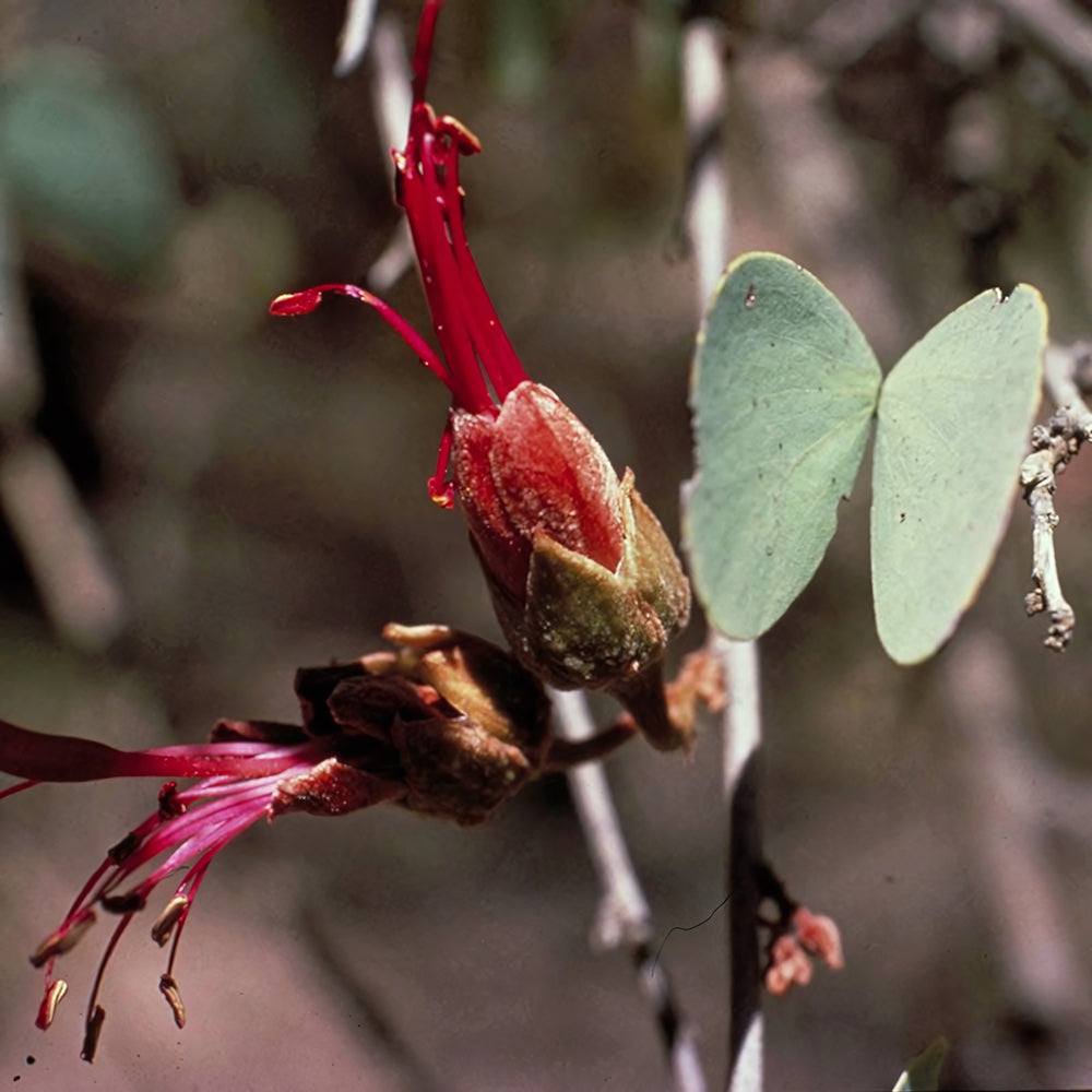 Bauhinia