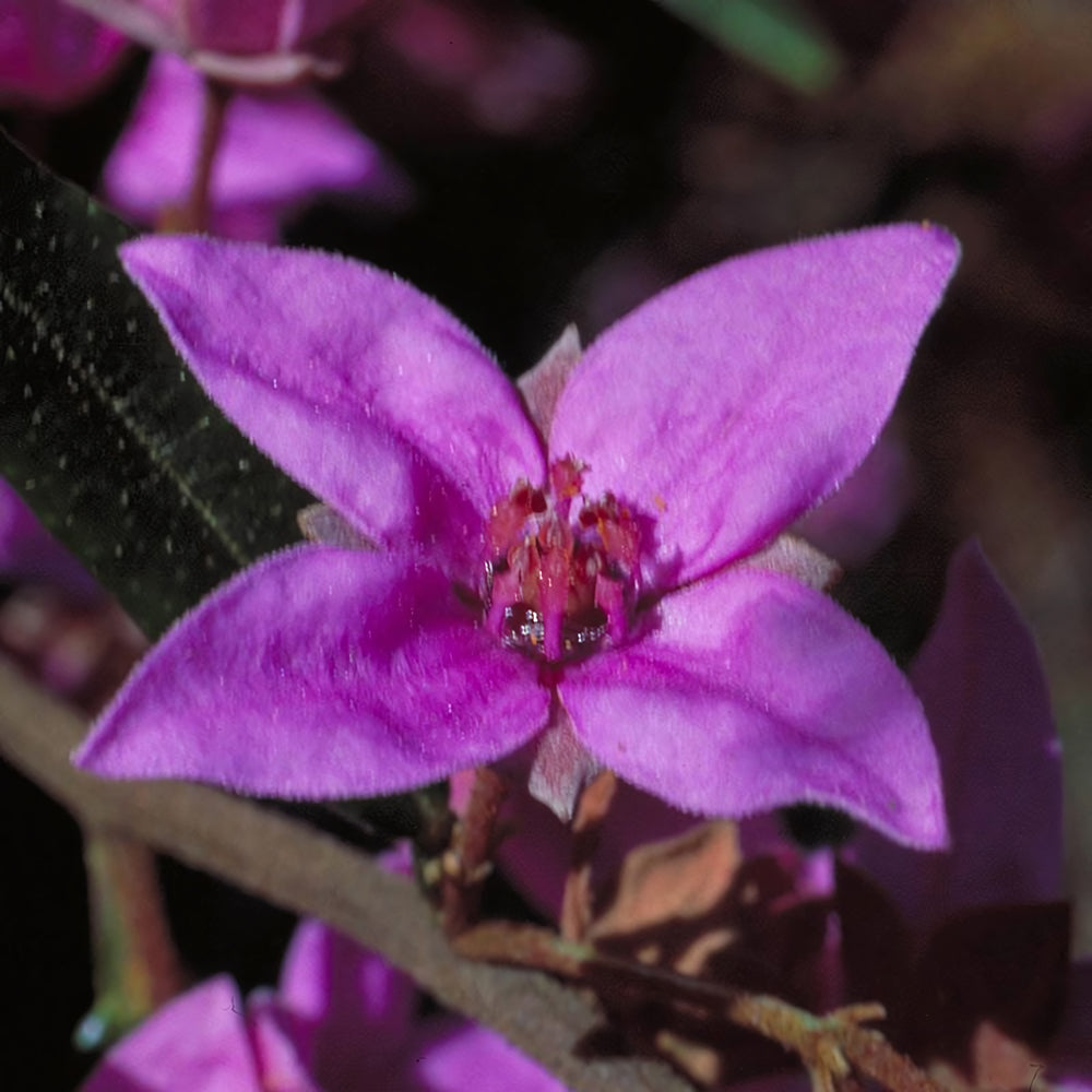 Boronia