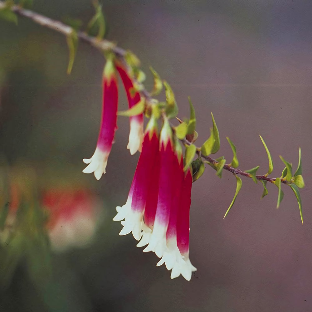 Bush Fuchsia