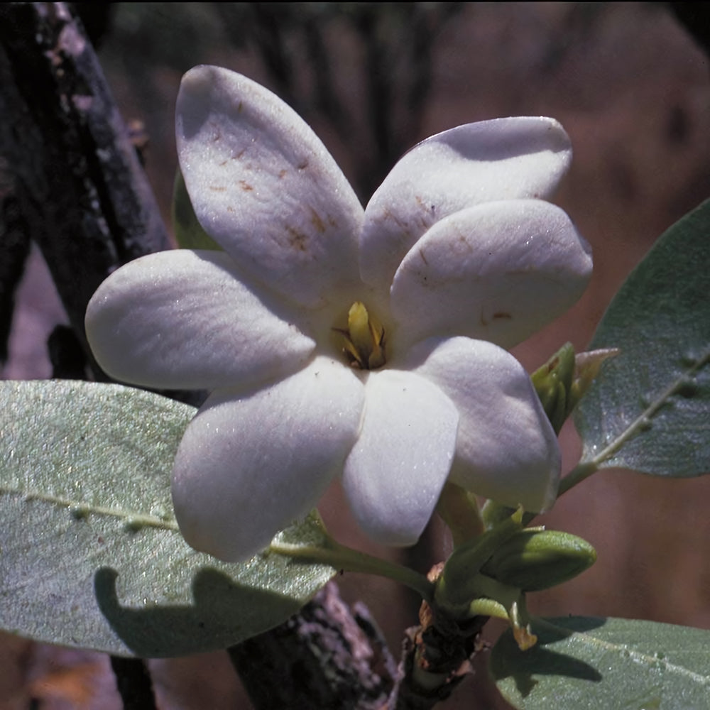 Bush Gardenia