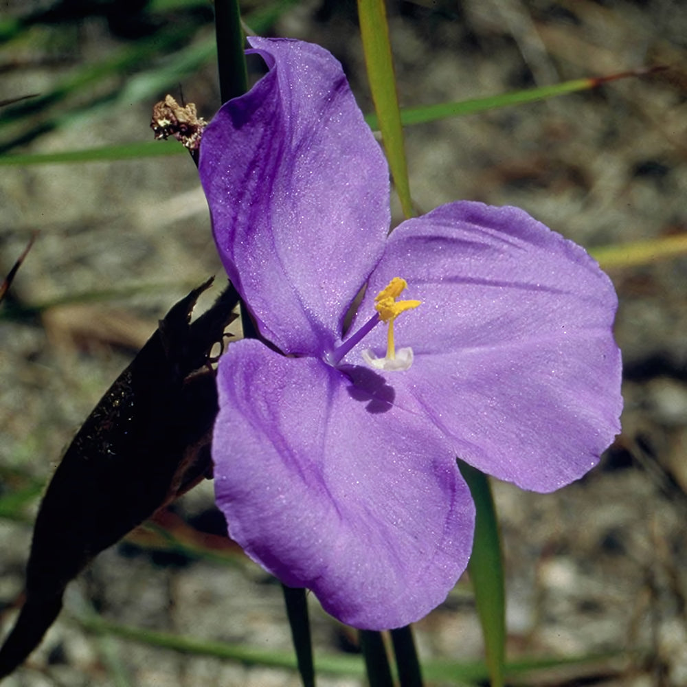 Bush Iris