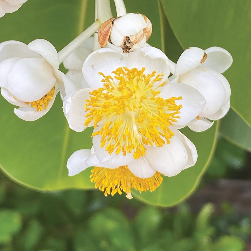 Calophyllum