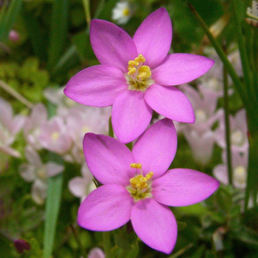 Centaury