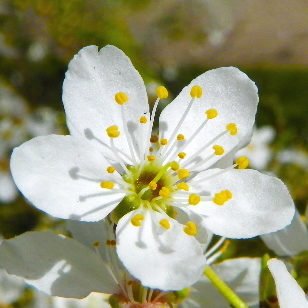 Cherry Plum