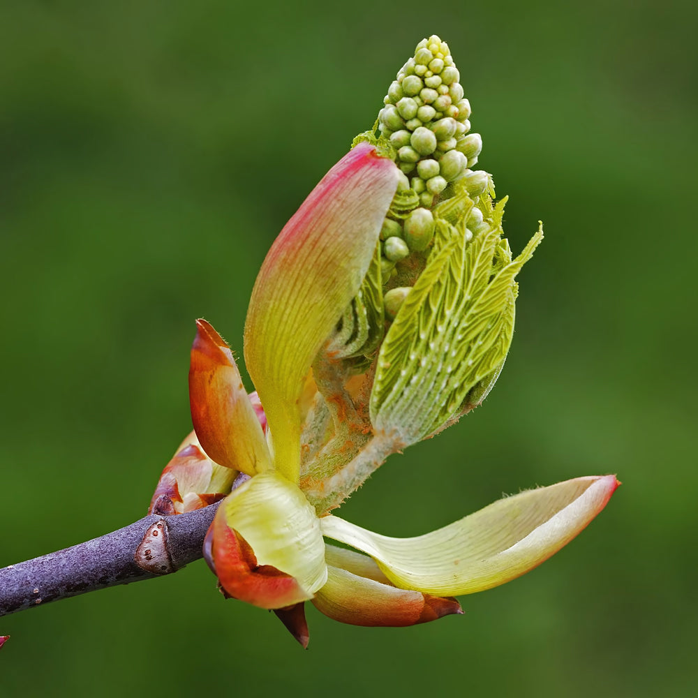 Chestnut Bud