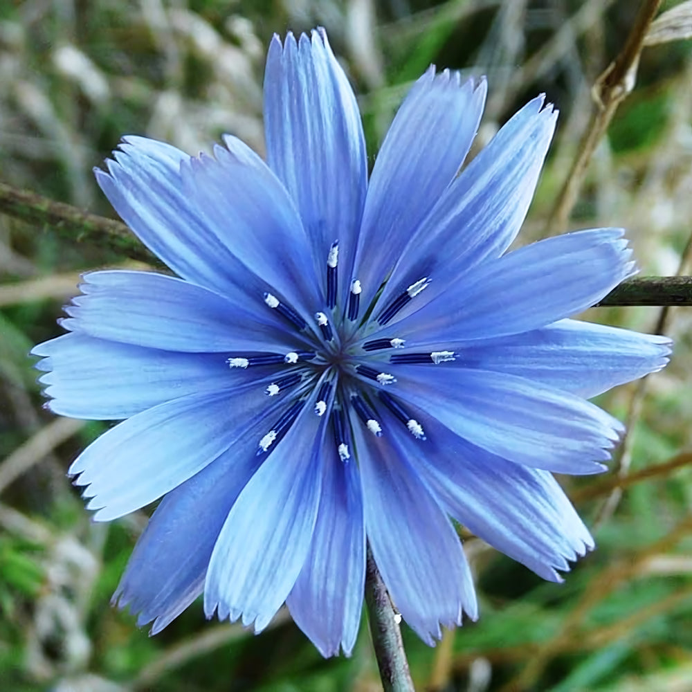 Chicory