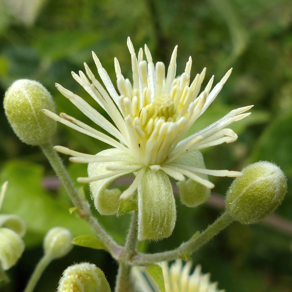 Clematis