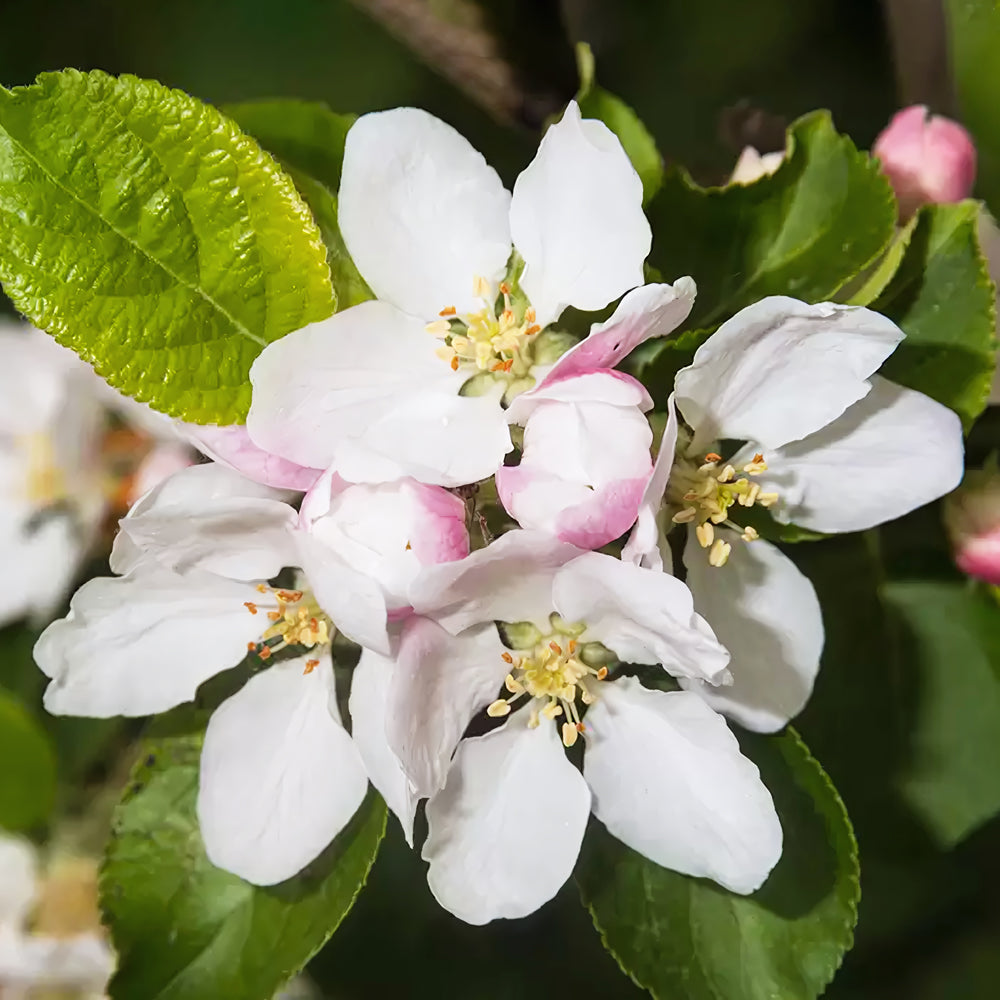 Crab Apple