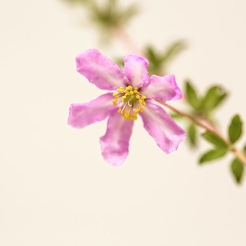 Dog Rose