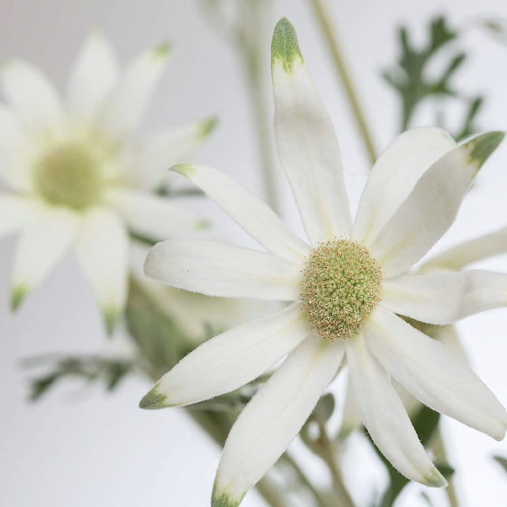 Flannel Flower