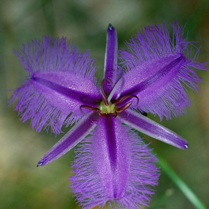 Fringed Violet