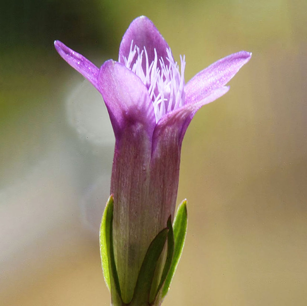 Gentian