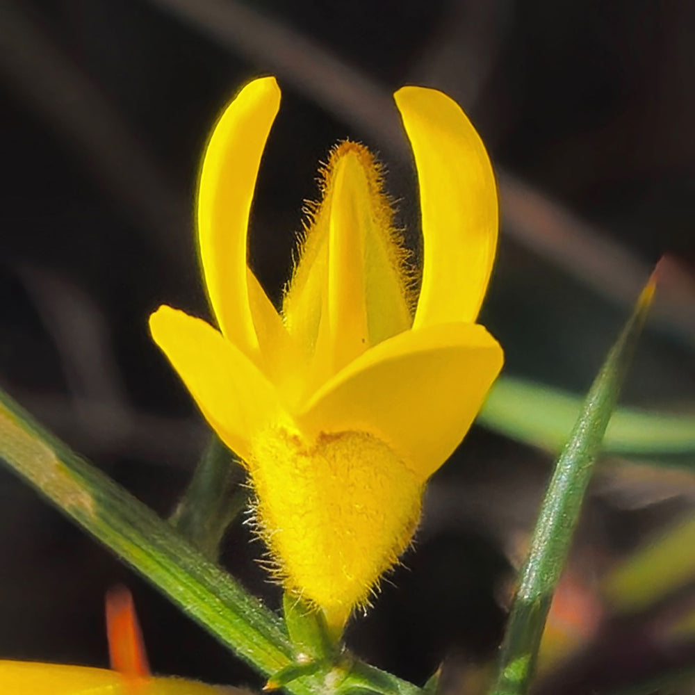 Gorse