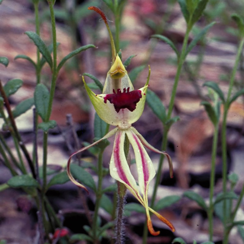 Green Spider Orchid