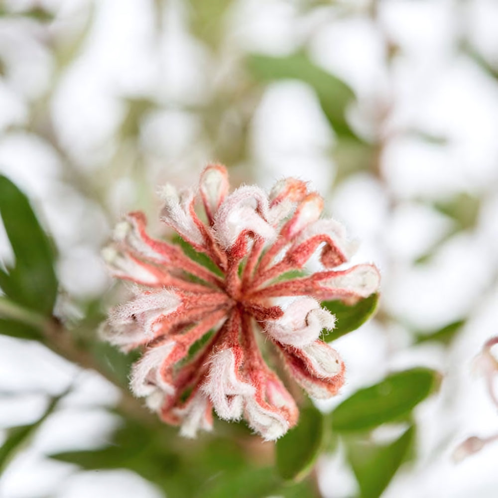 Grey Spider Flower