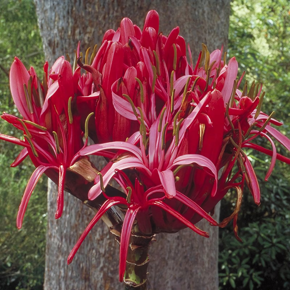 Gymea Lily