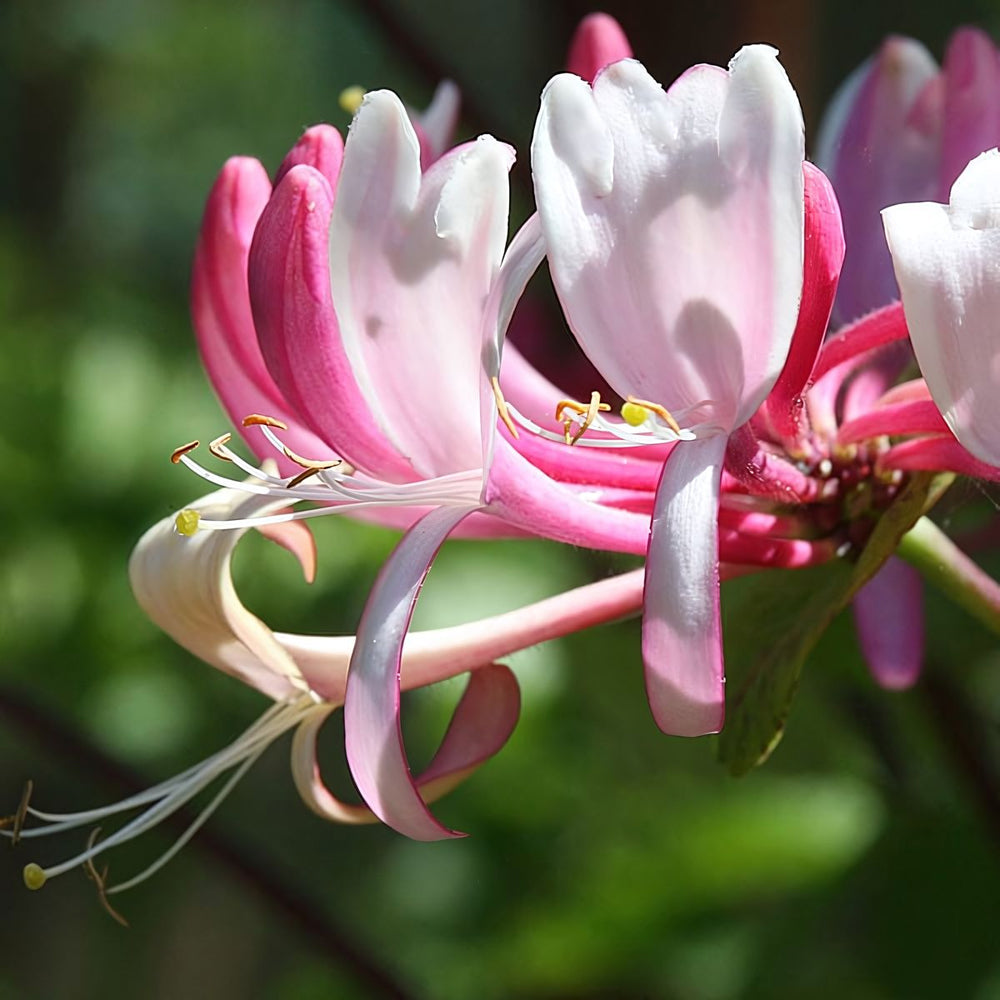 HONEYSUCKLE - Fiori di Bach - Fiori per l'anima di Antonella Napoli