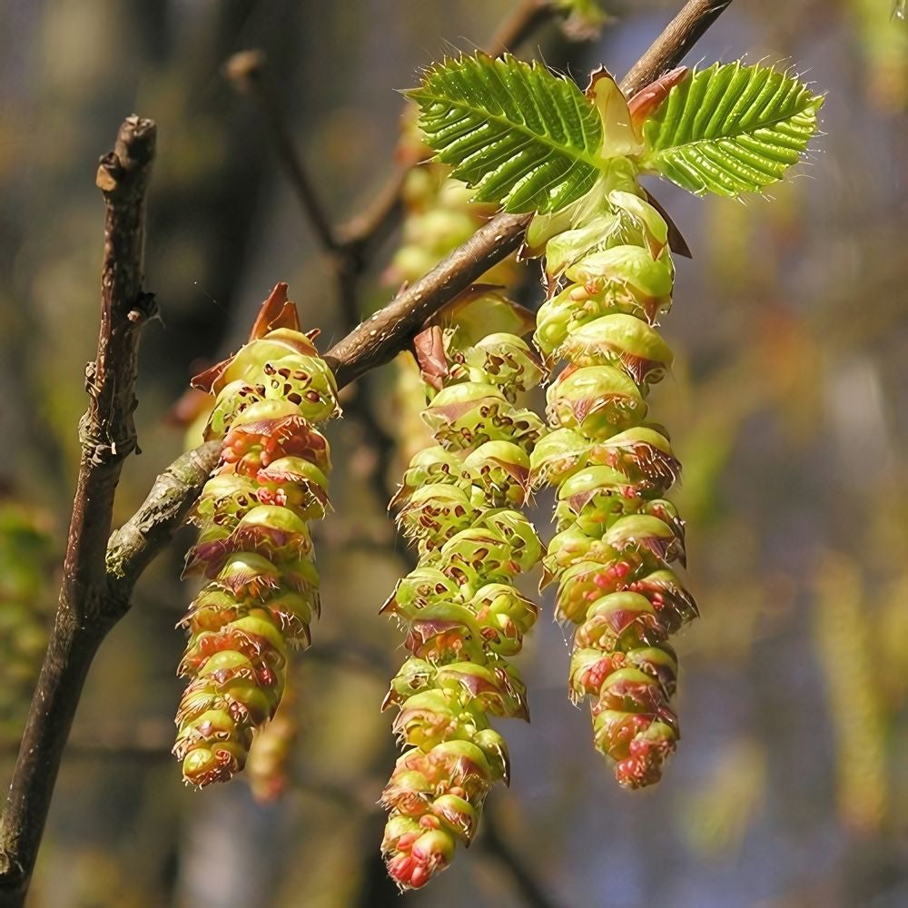 Hornbeam