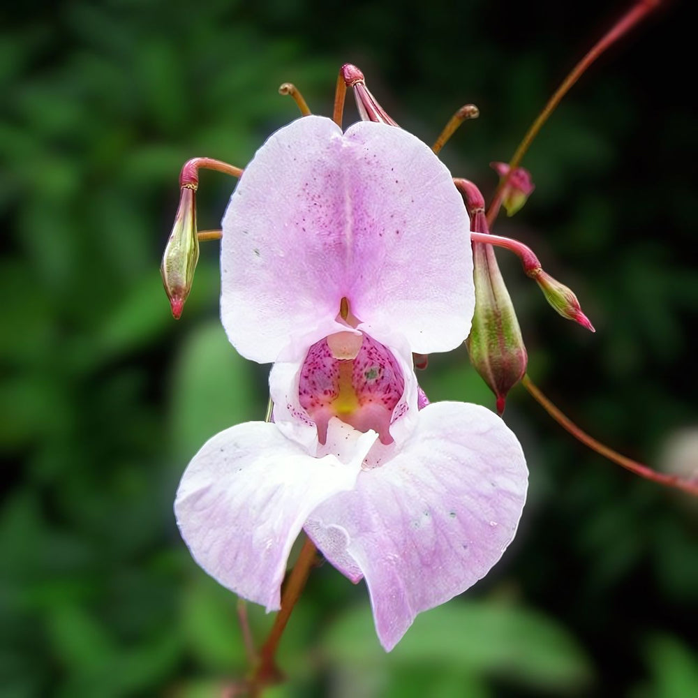 Impatiens