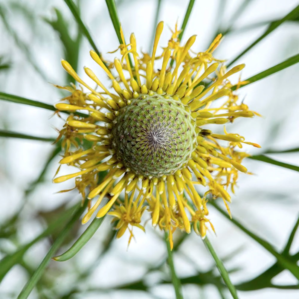 Isopogon