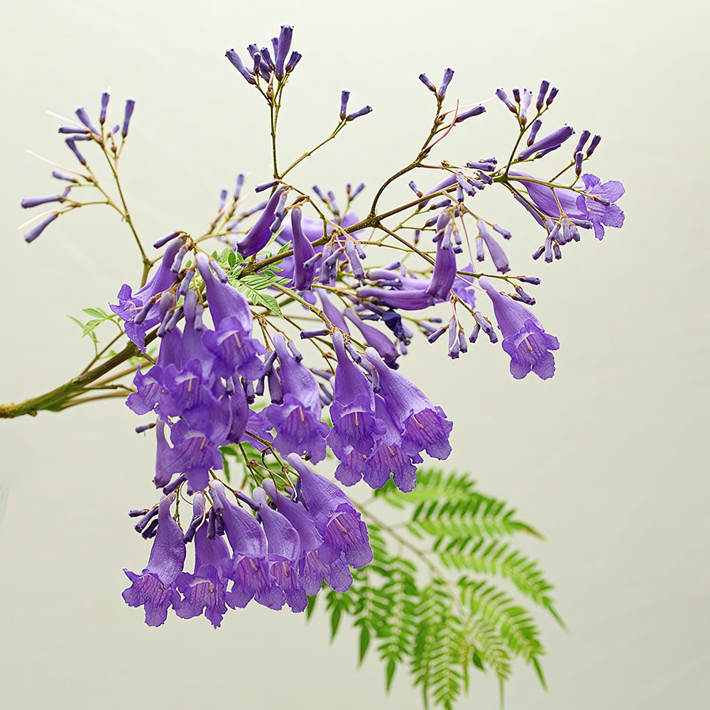 Jacaranda