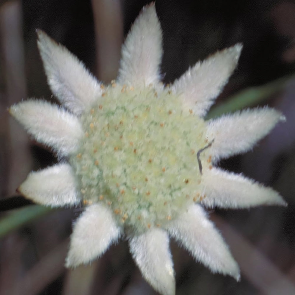 Little Flannel Flower