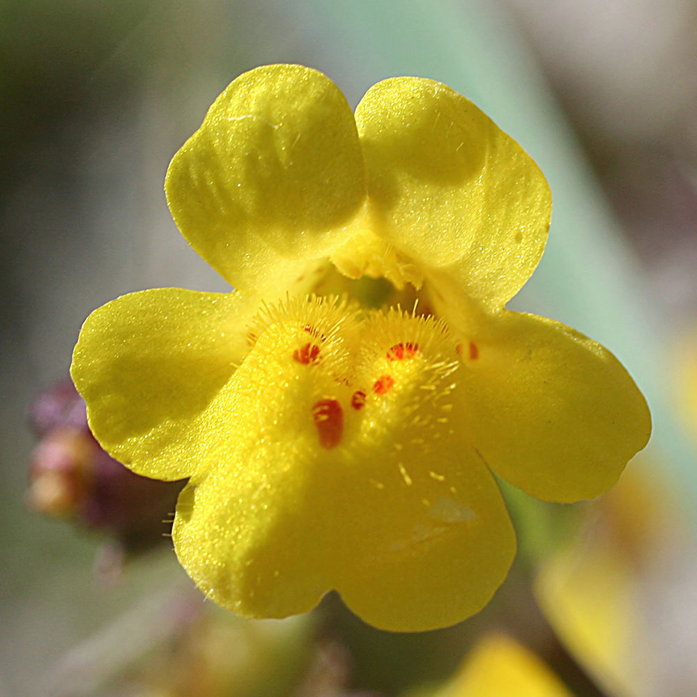 Mimulus