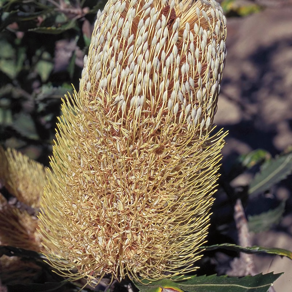 Old Man Banksia