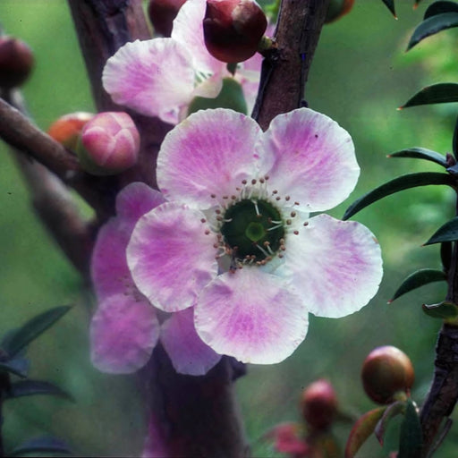 Peach-flowered Tea-tree
