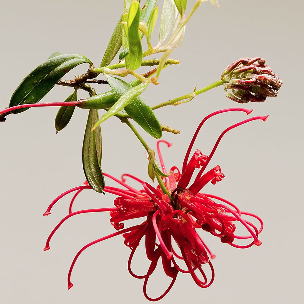 Red Grevillea