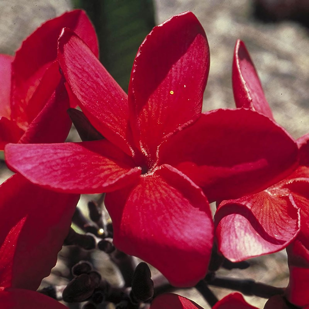 Red Suva Frangipani