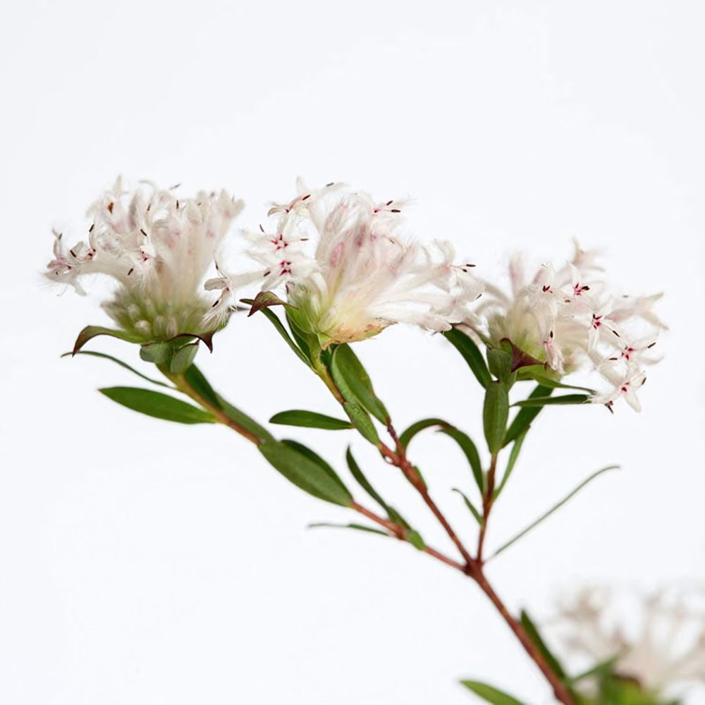 Slender Rice Flower