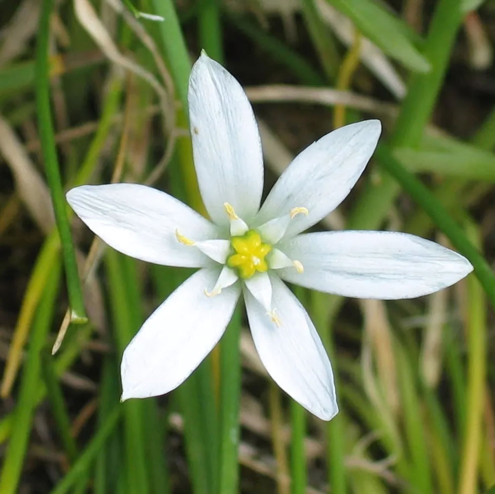 Star of Bethlehem