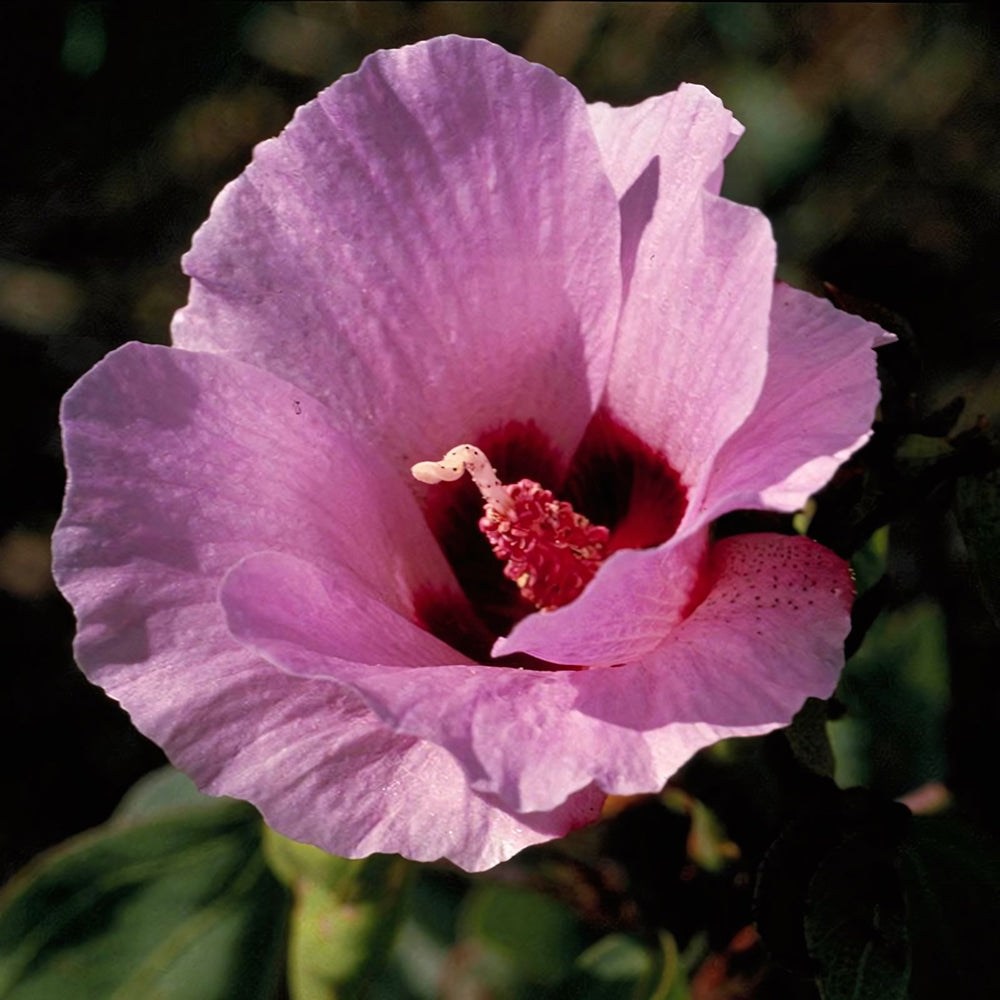 Sturt Desert Rose