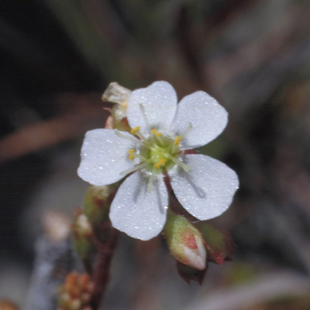 Sundew