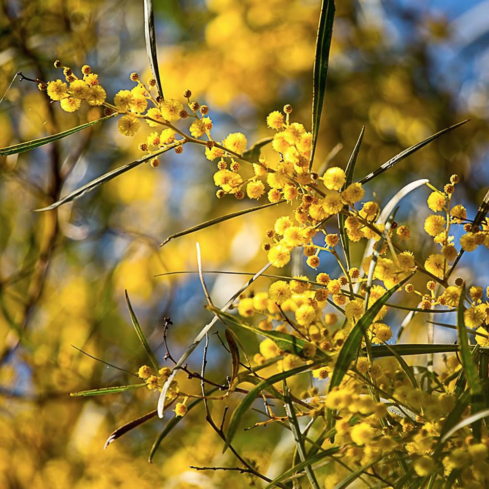 Sunshine Wattle