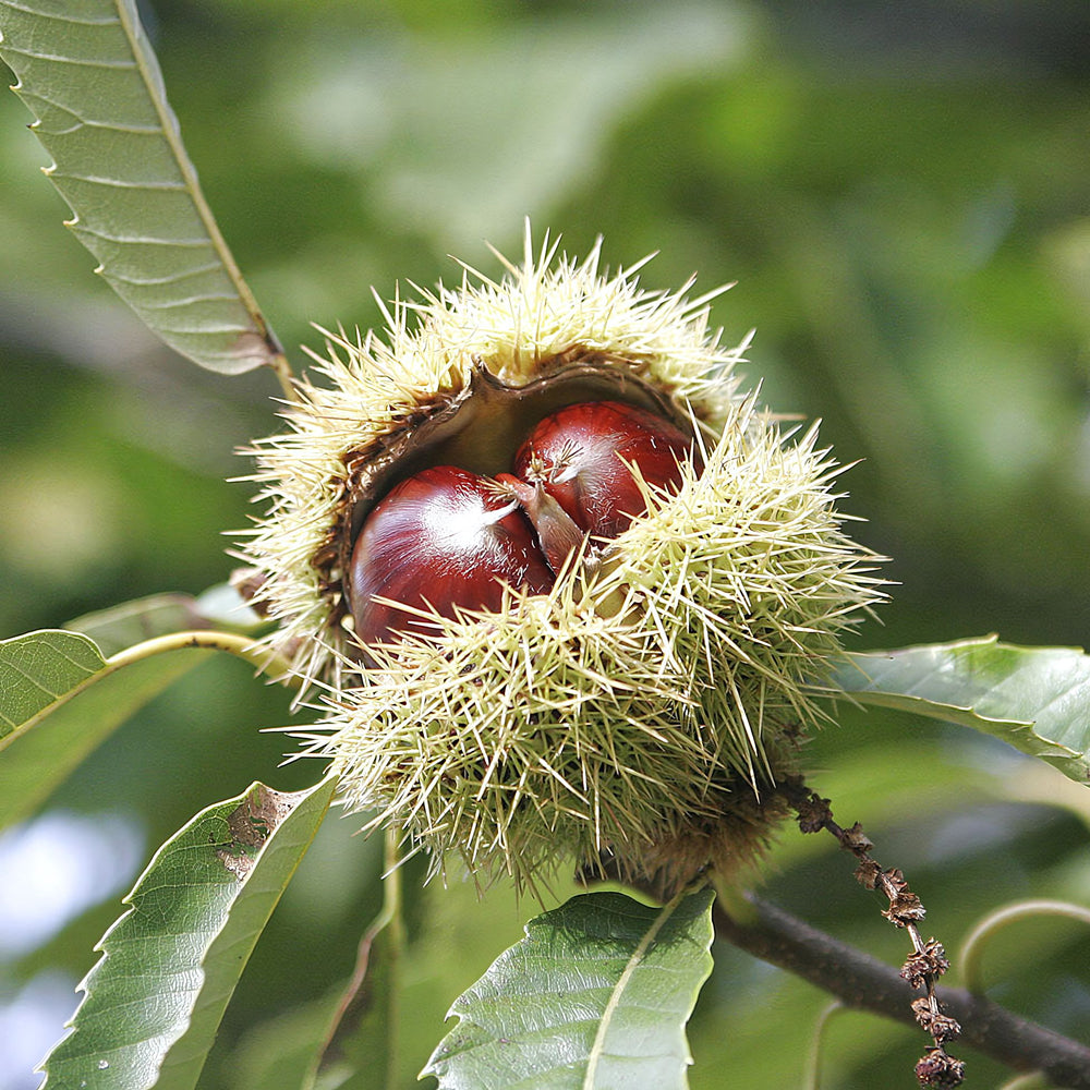 Sweet Chestnut