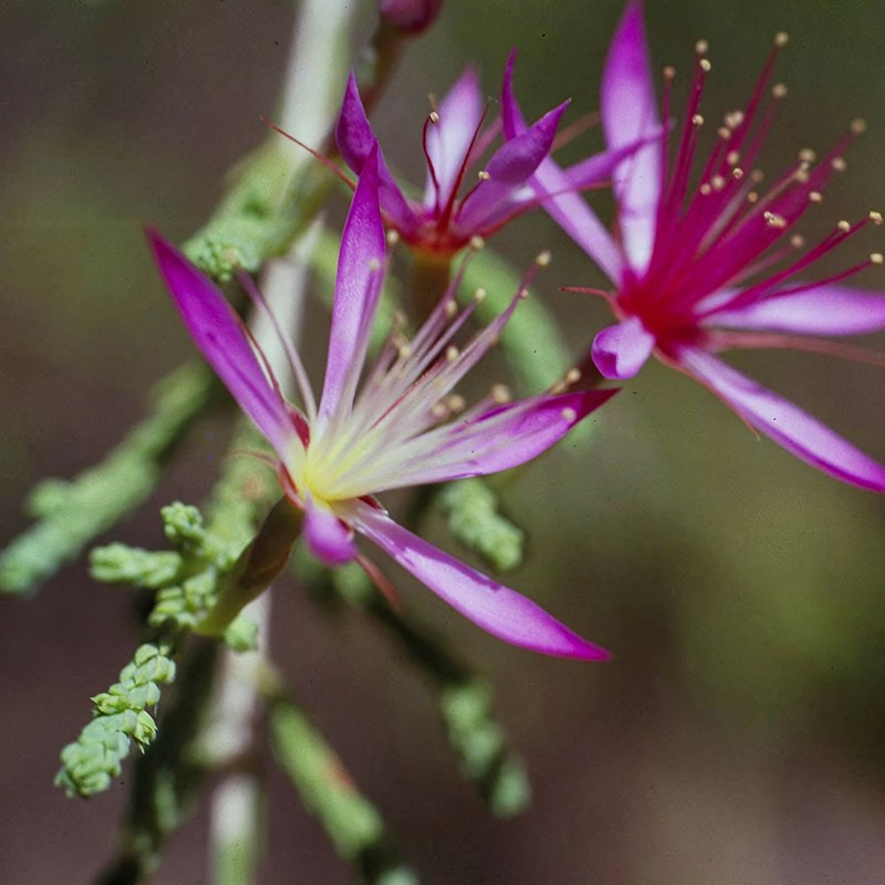 Turkey Bush