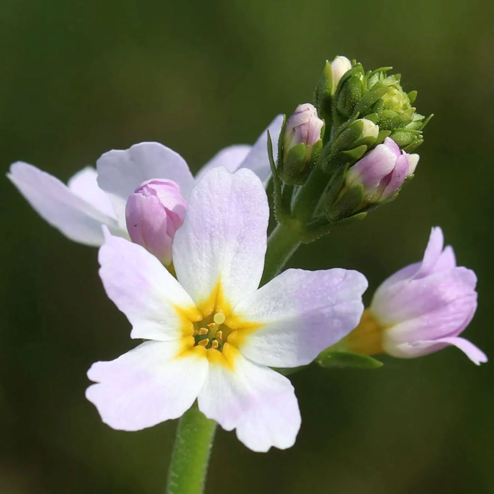 Water Violet