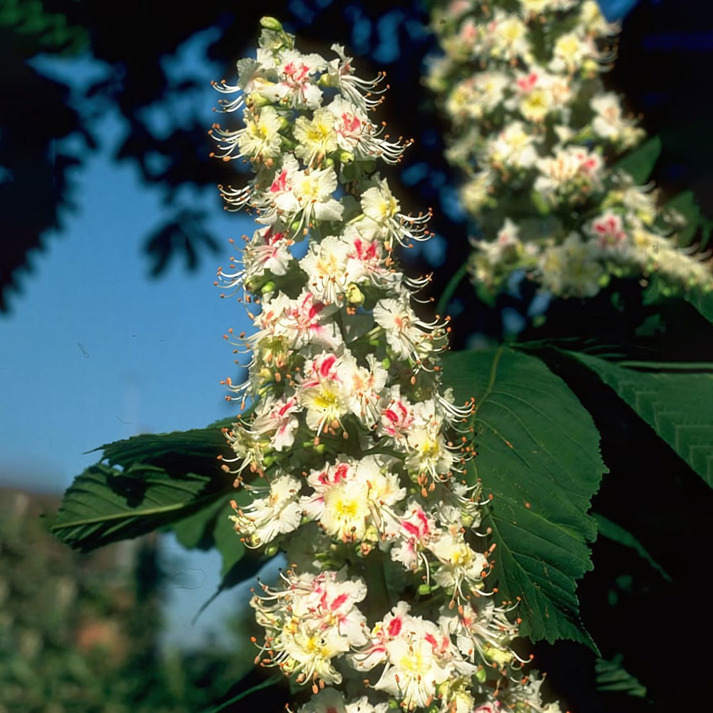 White Chestnut