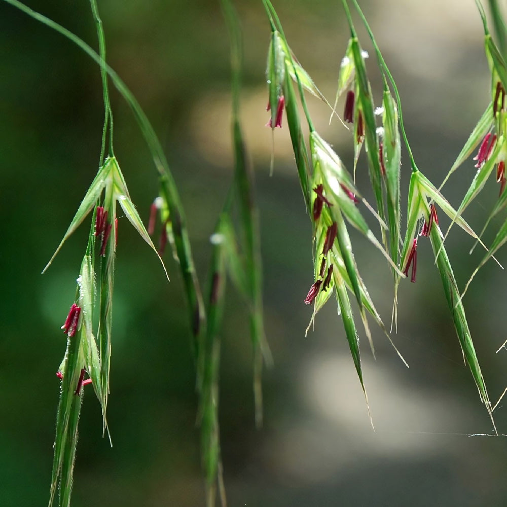 Wild Oat