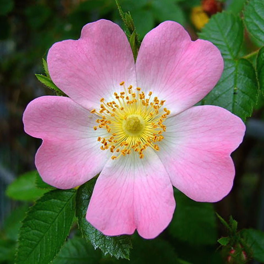 Wild Rose