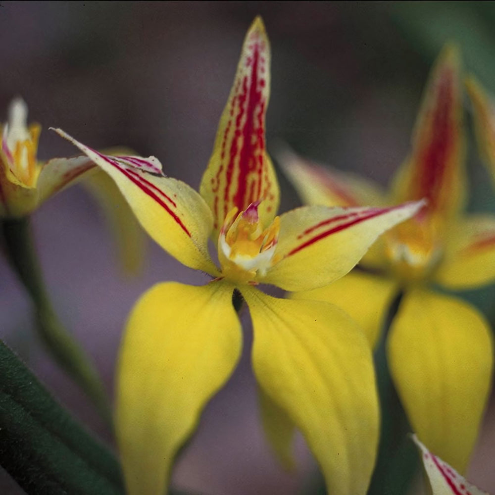 Yellow Cowslip Orchid