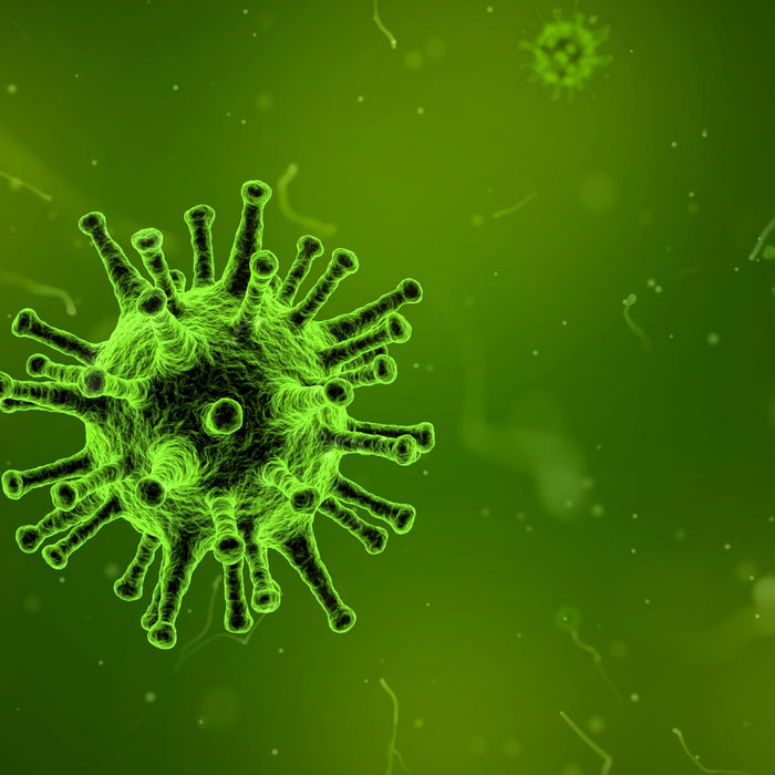 Funghi medicinali contro virus e batteri
