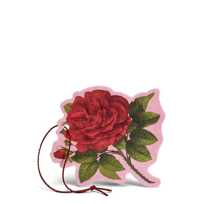 Rosa Purpurea Fiore Profumato Multiuso